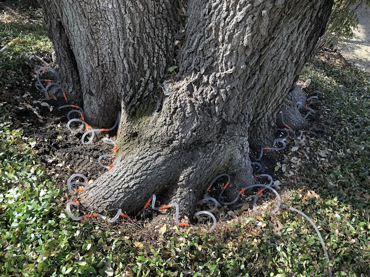 Detailed Tree Cabling and Bracing job site in Nunn