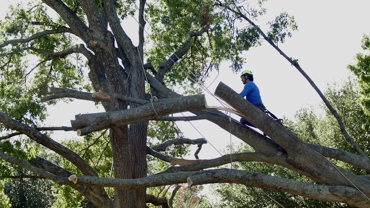 Professional Crown Thinning performed by certified arborists in Nunn